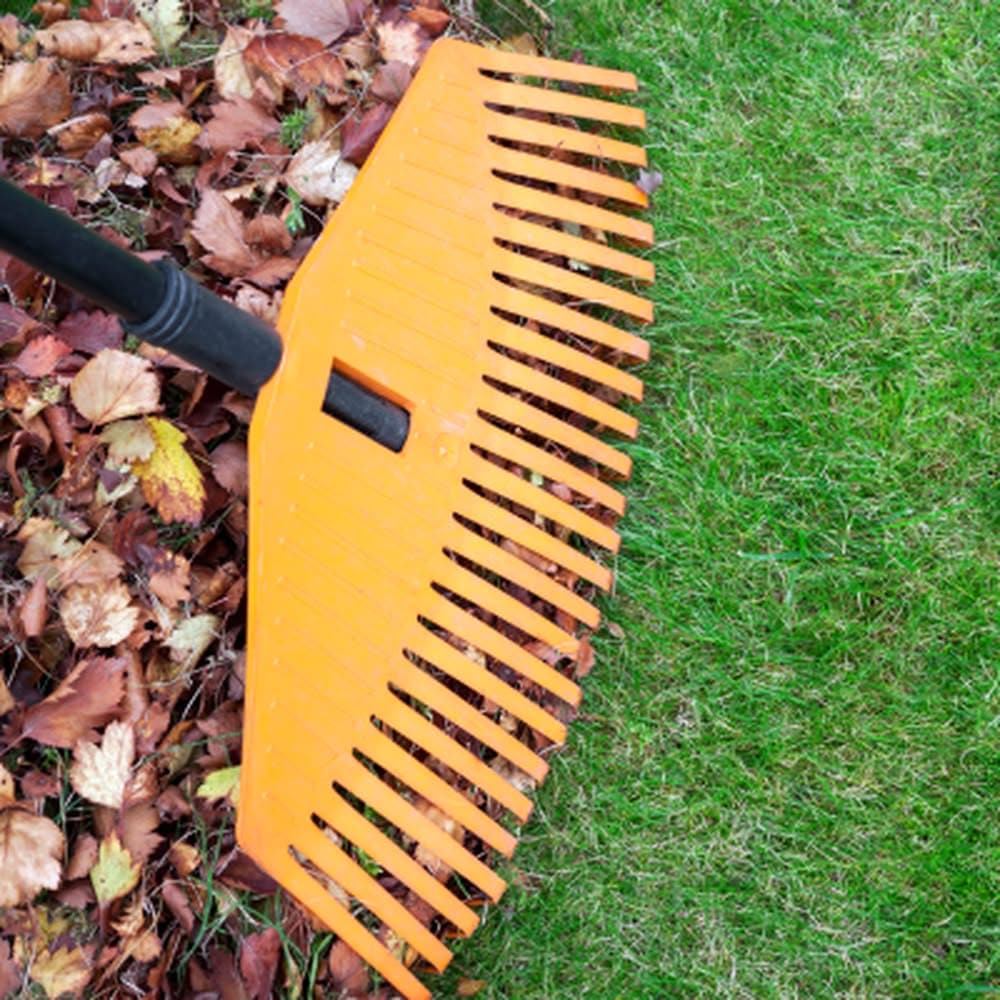 YARD CLEANUP